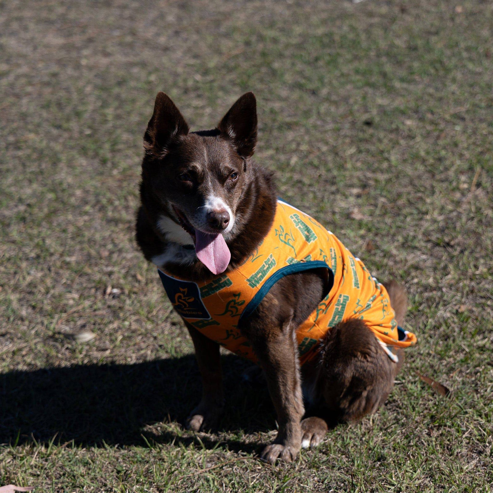 Dog shirts australia best sale